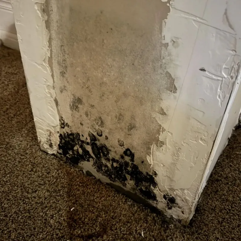 Professional Mold Removal in Corinth, TX